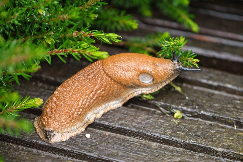 nudibranches